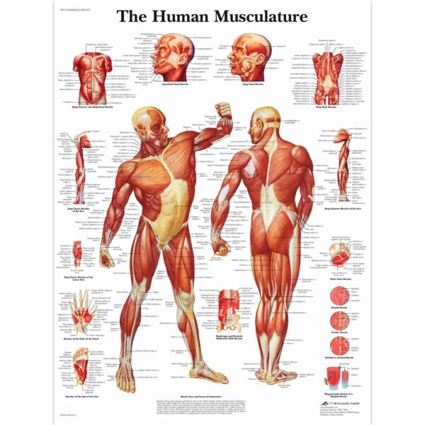 Muskler planche