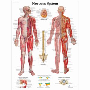Nervesystem planche